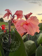 Load image into Gallery viewer, canna &#39;Marshmallow&#39;