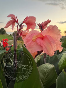 canna 'Marshmallow'