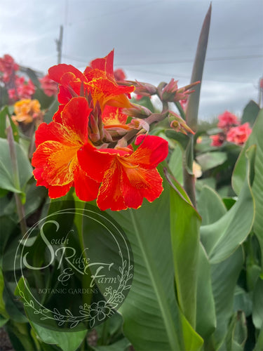 canna 'Stars and Stripes'