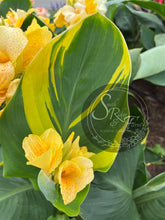 Load image into Gallery viewer, canna &#39;Creamy Stripes&#39;