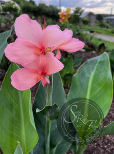 canna 'Thai Princess'