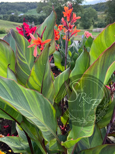 canna 'Thai Rainbow'