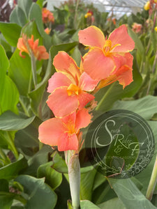 canna 'Corsica'