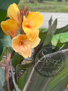 canna 'Antique Brass'