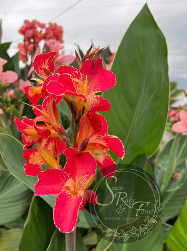 canna 'Annjee'