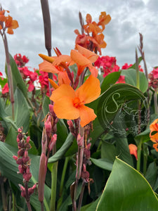 canna 'Cheyenne'