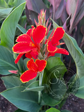 Load image into Gallery viewer, canna &#39;Butterfly Brocade&#39;