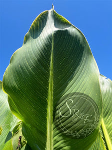 canna 'Champa Tiger'