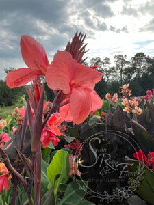 canna 'Tropical Cocktail'