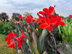 canna 'Joker'