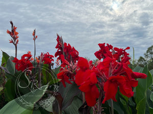 canna 'Black Knight'