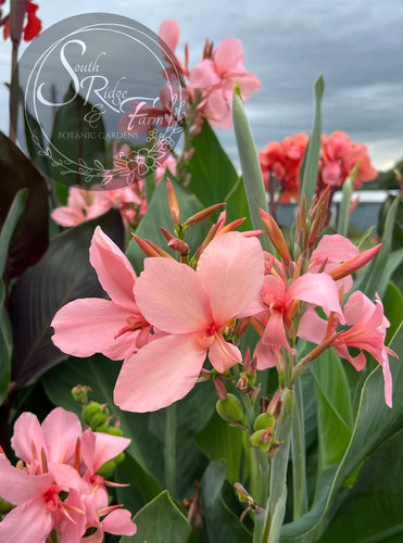 canna 'Thai Princess'