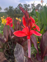 Load image into Gallery viewer, canna &#39;Red Hat Lady&#39;