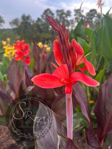 canna 'Red Hat Lady'