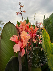 canna 'Wild Thing’