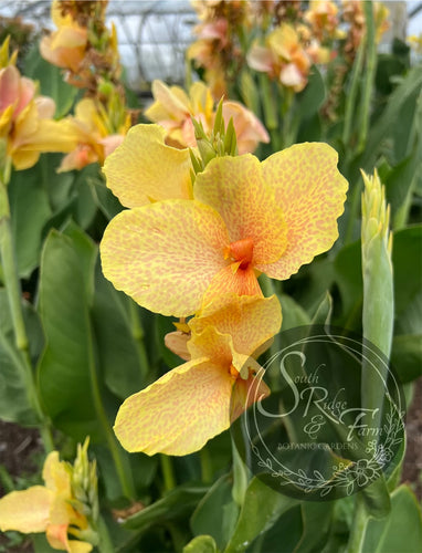 canna 'Chou Chou'