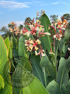 canna 'Panache'