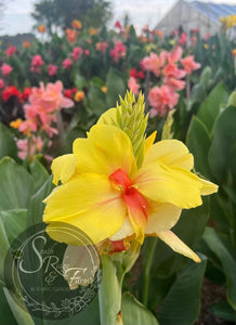 canna 'Rosalinda'