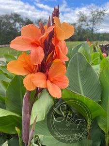 canna 'Cheyenne'