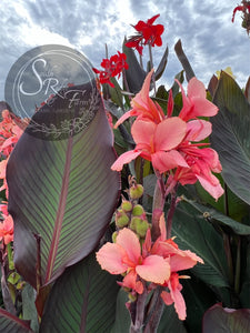 canna 'Picotee Pink'