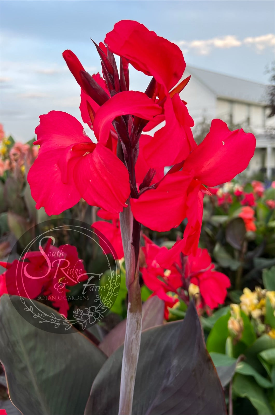 canna 'Raspberry Truffle'