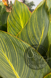 canna 'Pretoria'