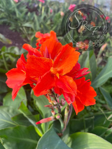 canna 'Burnt Orange'