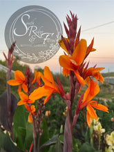 Load image into Gallery viewer, canna &#39;Pacific Beauty&#39;