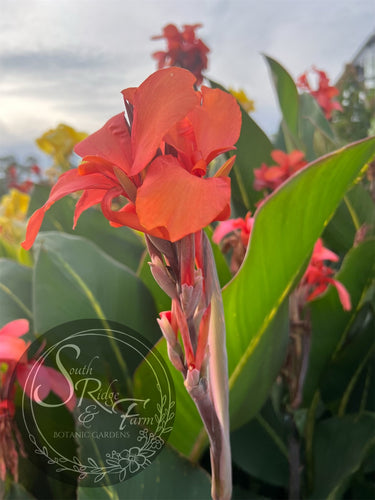 canna 'Salmon Tiger'