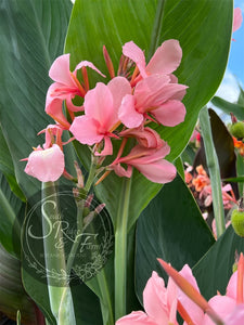 canna 'Thai Princess'