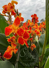 Load image into Gallery viewer, canna &#39;Calimero&#39;