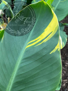 canna 'Creamy Stripes'