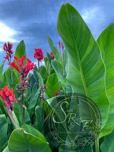 canna 'Wolfsong'