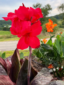 canna 'Raspberry Truffle'