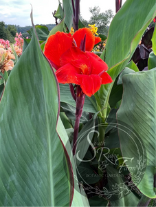 canna 'Thai Goddess'