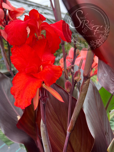 canna 'Australia'