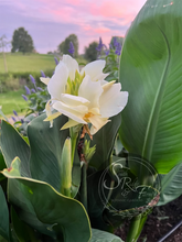 Load image into Gallery viewer, canna &#39;Little Miss Stella&#39;