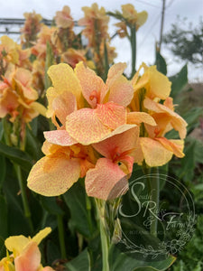 canna 'Chou Chou'