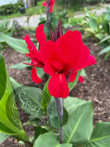 canna 'Fantastic Red'