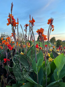 canna 'Orange Beauty'