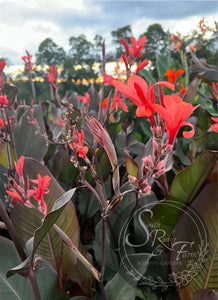 canna 'Skyhawk'