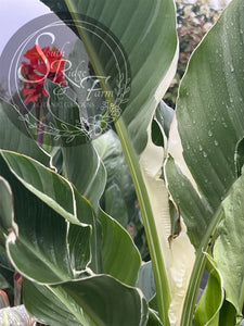 canna 'Florida Red'