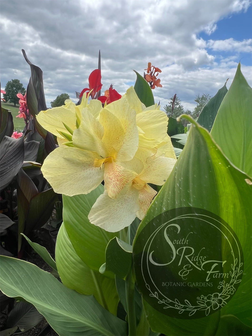 canna 'Polar Vortex'