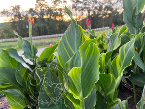 canna 'Princess Charlotte'