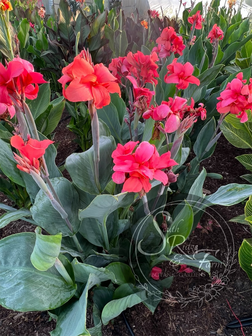 canna 'Watermelon Blue’