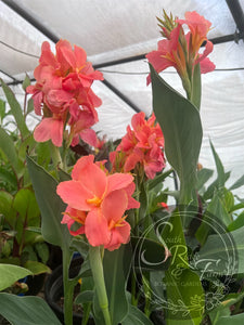 canna 'Evie'