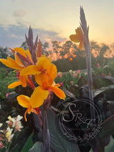 Load image into Gallery viewer, canna &#39;Pacific Beauty&#39;