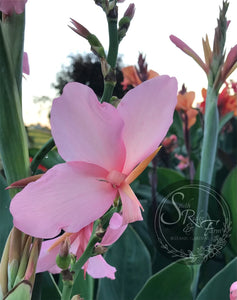 canna 'Thai Princess'