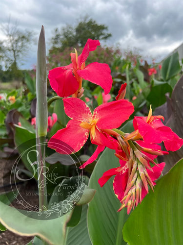 canna 'Una'