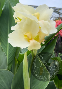 canna 'Shamrock White'